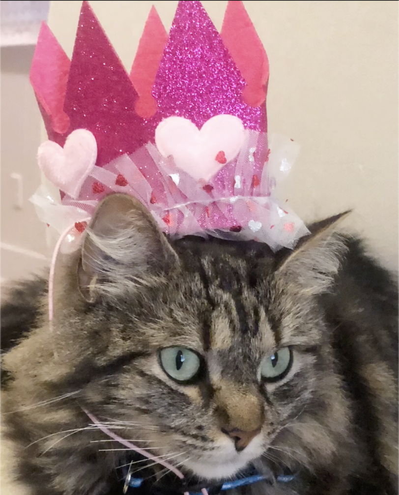 A cute cat wearing a sparkly pink crown