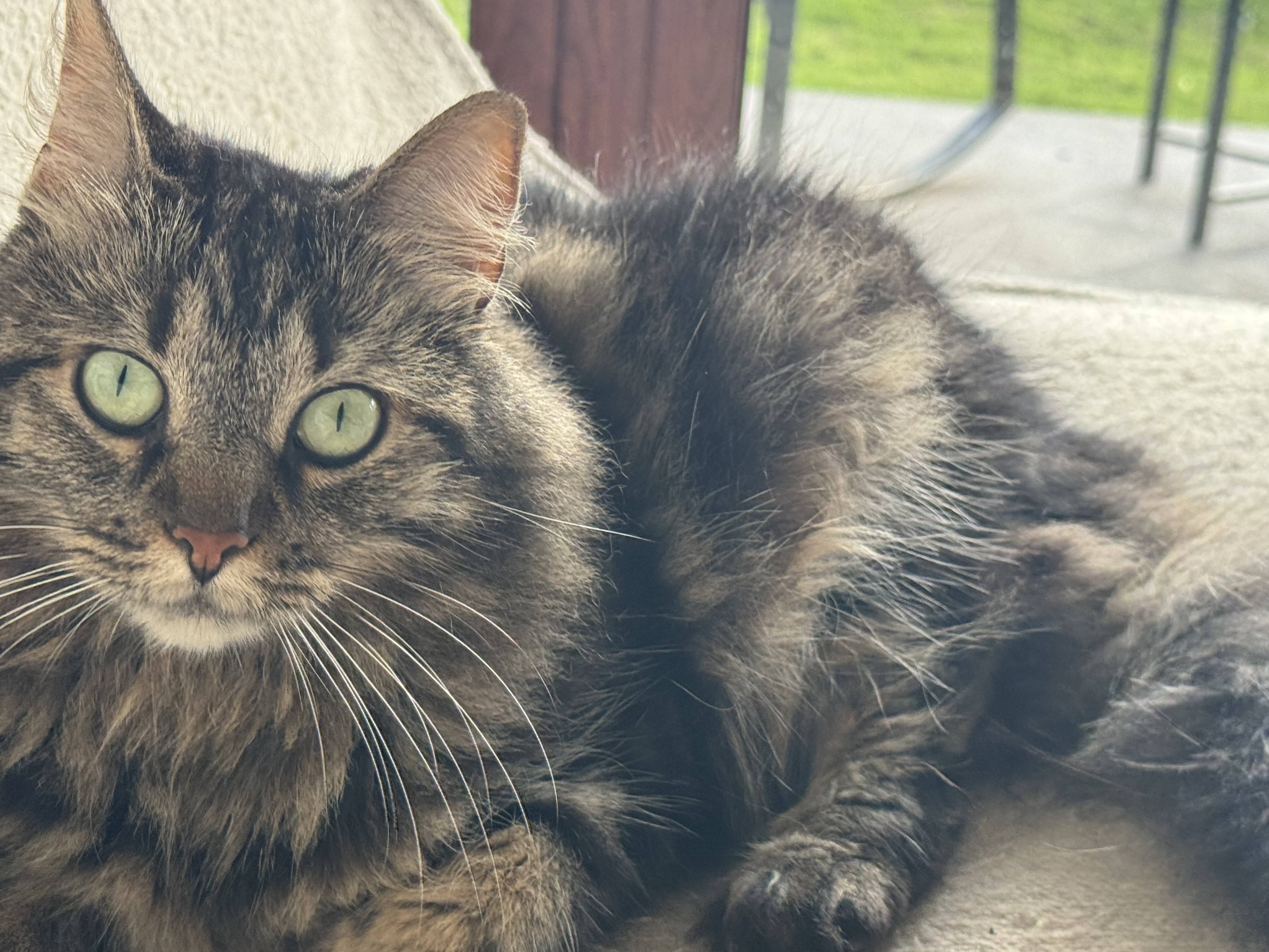 Tabs looking straight at the camera in her new Panama home