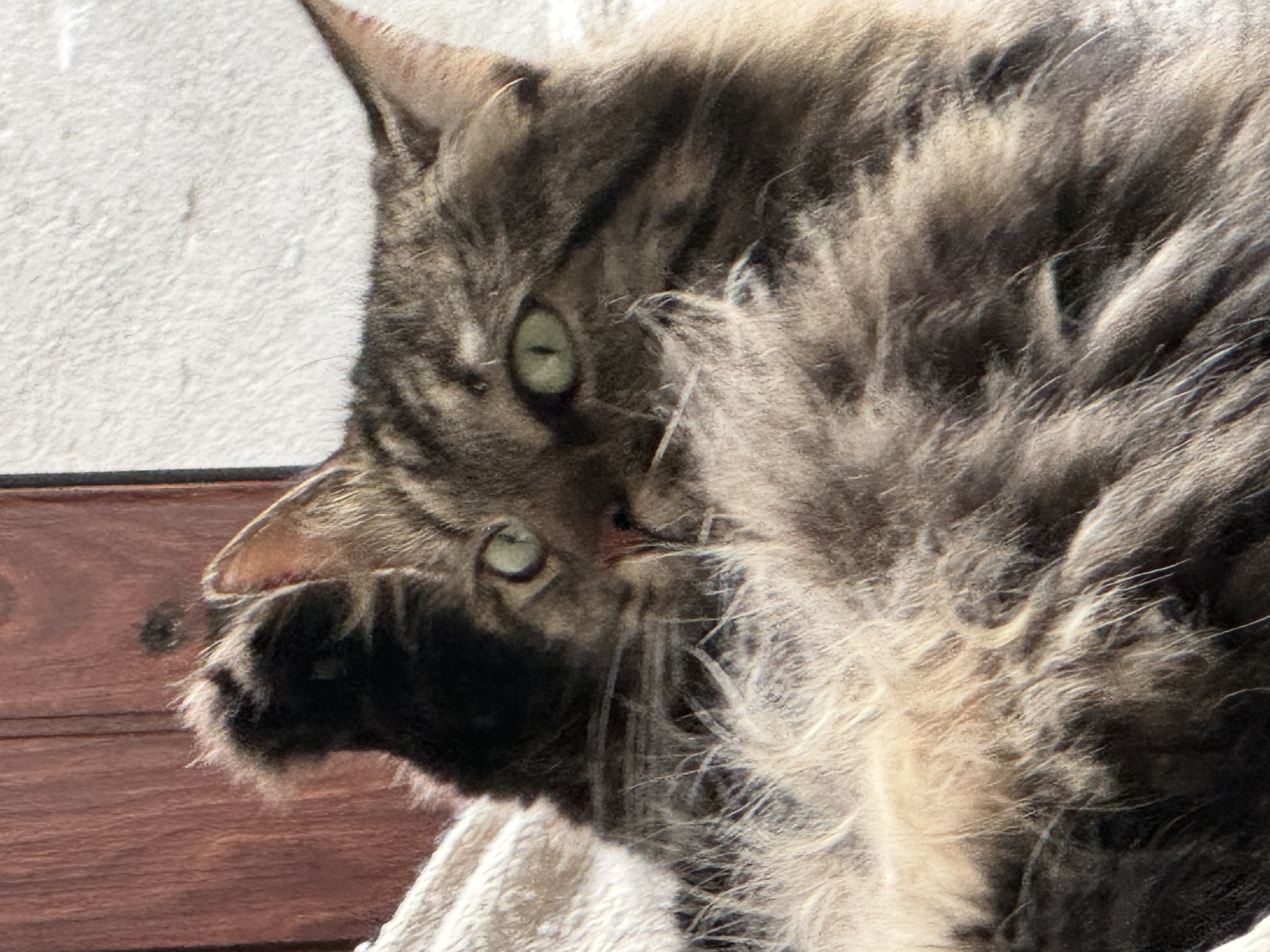Tabs raising a paw, settling into her new Panama home
