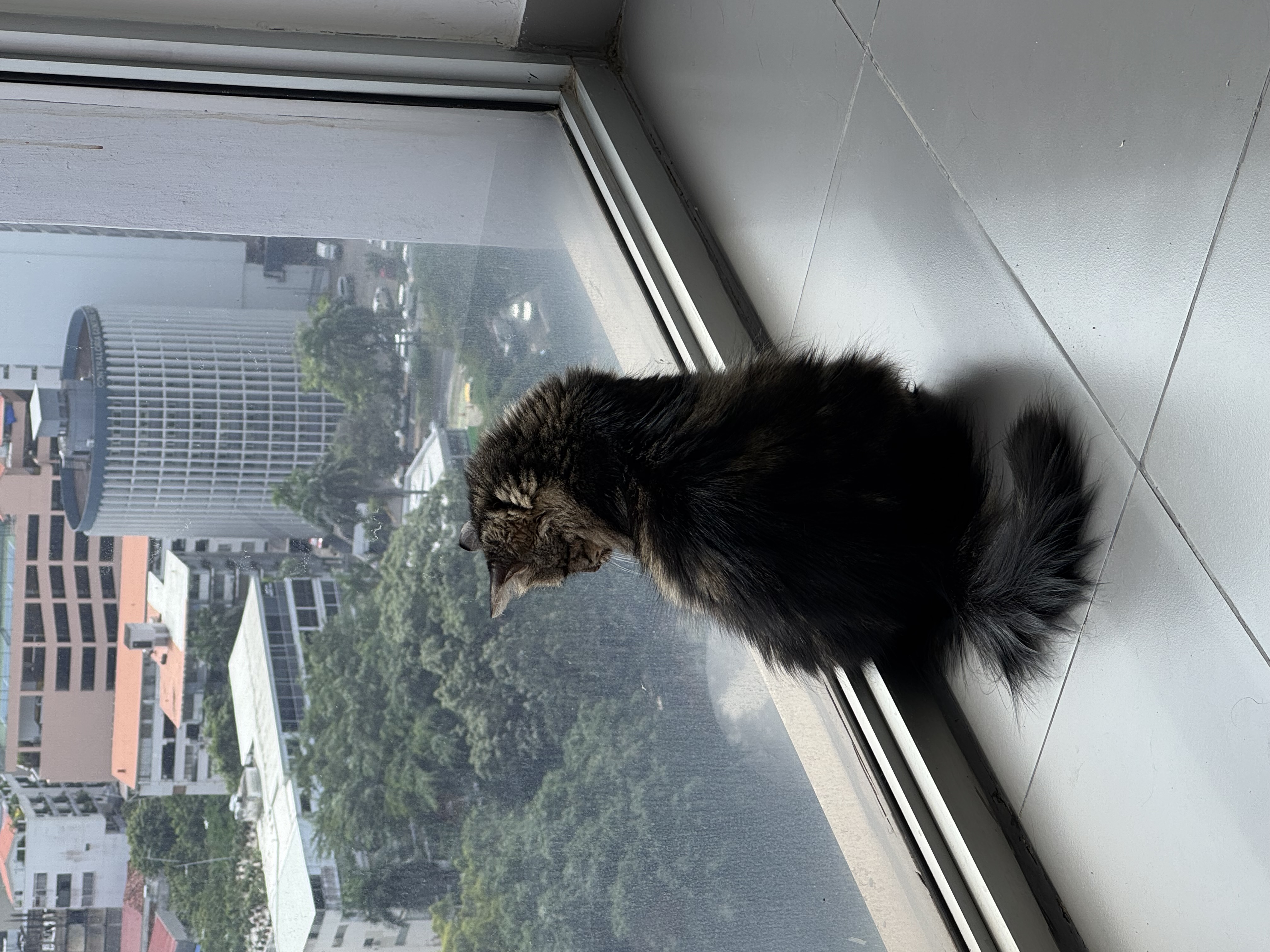 Tabs sitting at the window watching the city below